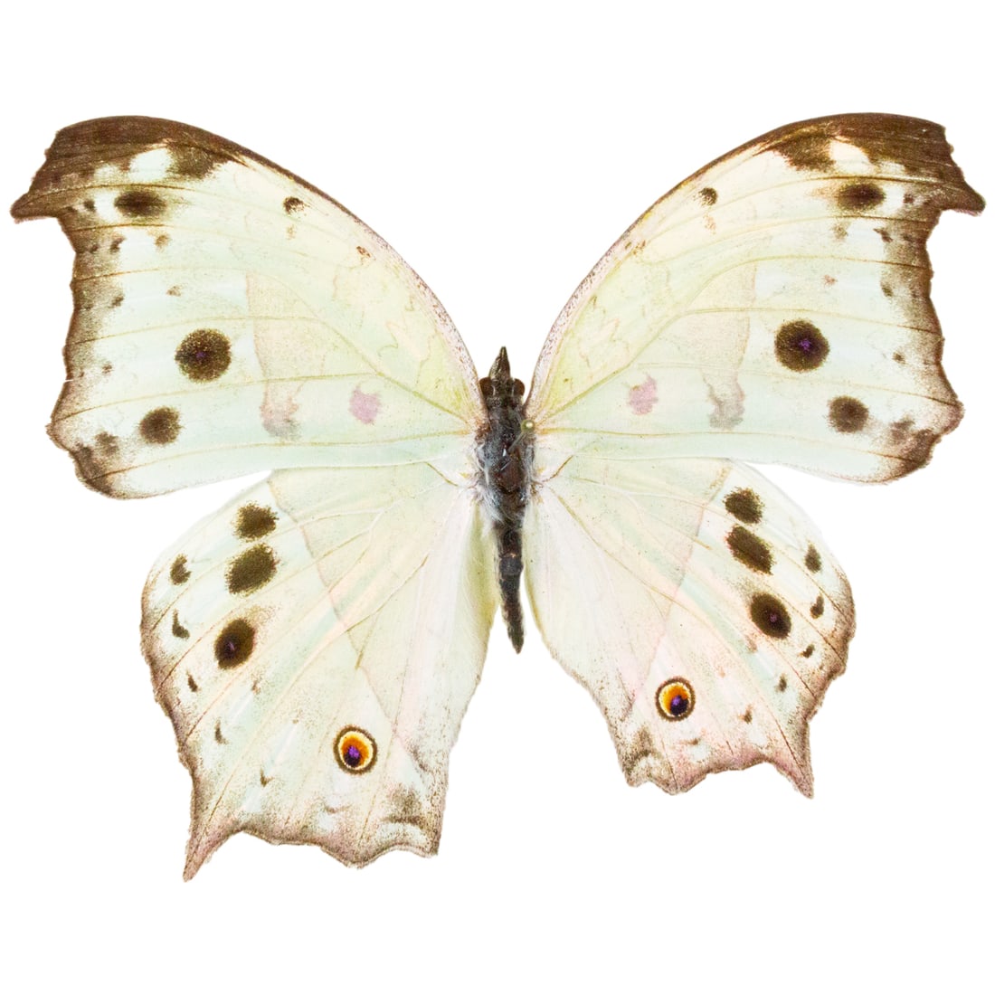 Salamis parhassus ABERRATION: Known for their luminous pearl-esque sheen to their wings, the Mother of Pearl is an elegant butterfly from Africa. This example is an Abberation, meaning there is an abnormality, such as its lower ri