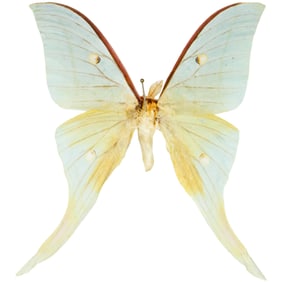 Actias selene