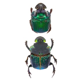 Taurocopris mimas PAIR