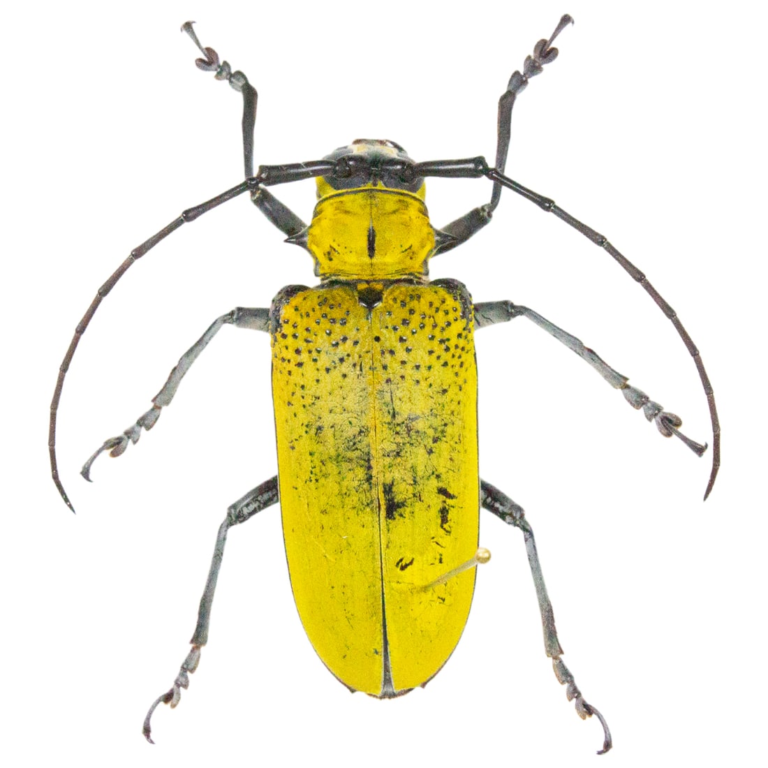 Celosterna pollinosa: A lemon yellow colored flat-faced longhorn beetle from Africa! Hard to find on the market! You will receive this exact specimen spread as shown from the TBC House Collection!