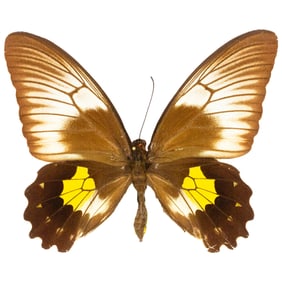 Troides plato FEMALE