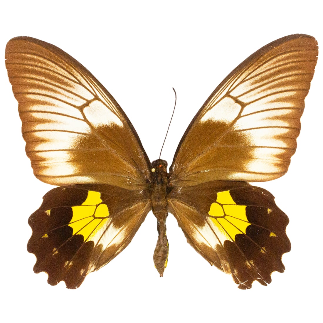 Troides plato FEMALE (1 of 1)