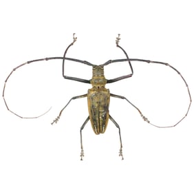 Batocera wallacei