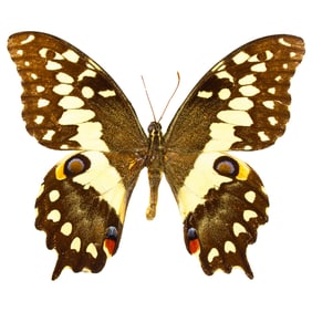 Papilio demodocus