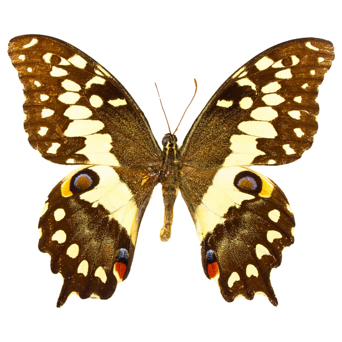 Papilio demodocus (1 of 1)