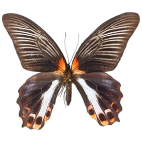 Papilio rumanzovia FEMALE