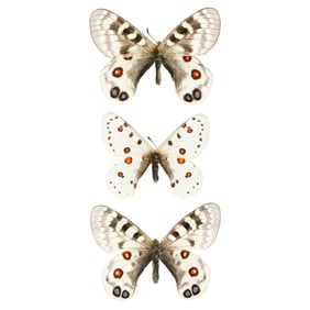 Parnassius Trio