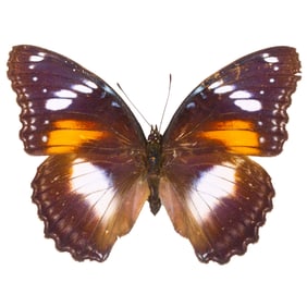 Hypolimnas bolina FEMALE