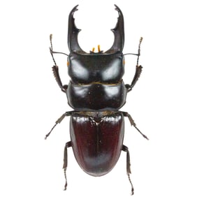 Dorcus tityus