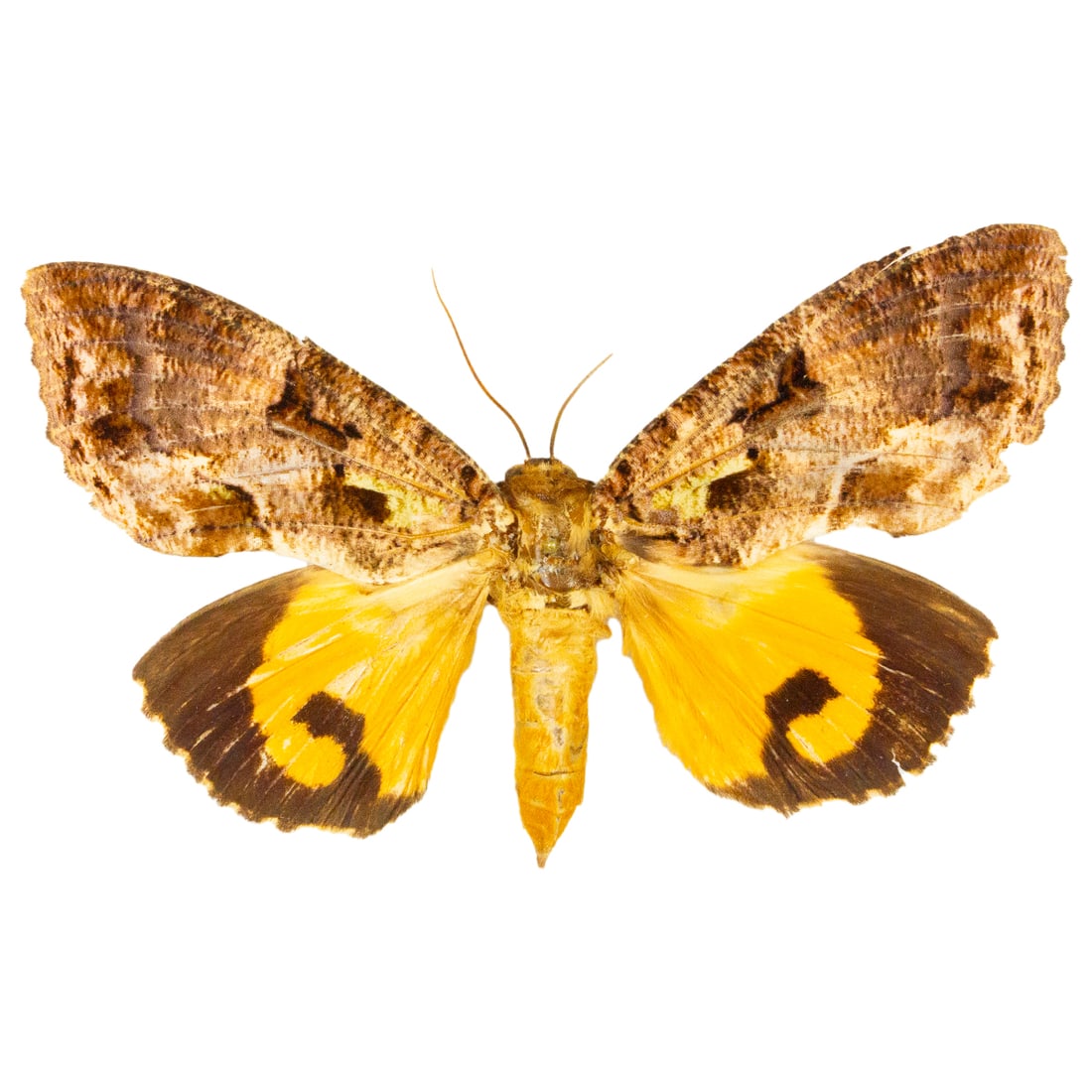 Eudocima phalonia: A common fruit-piercing moth from Asia. Found in tropical regions, but often referred to as an agricultural pest. A great example, spread as shown from the TBC House Collection.