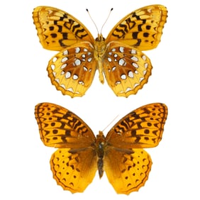 Speyeria cybele PAIR