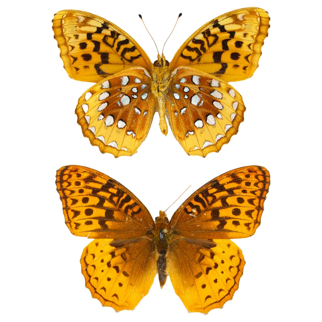 Speyeria cybele PAIR (1 of 1)