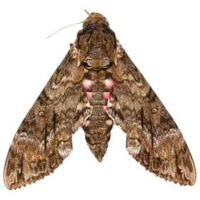 Agrius cingulata