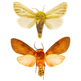 Pseudohemihyalea ssp Pair