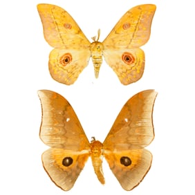 Pseudantheraea ssp + Pseudobenaea tyrrhena MOTH PAIR