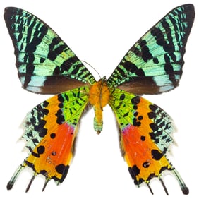 Urania ripheus