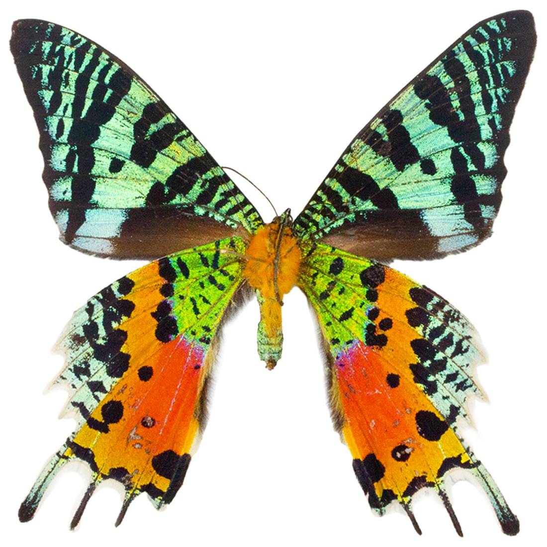 Urania ripheus: A popular day moth from Madagascar. Urania ripheus is a beautiful mixtue of green, orange, and black coloration with both frontal and undersides being equally stunning to any collector! You will recei