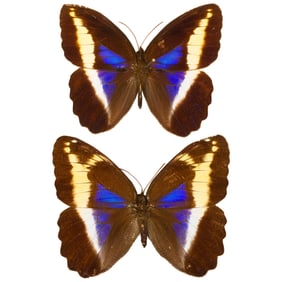Dasyophthalma rusina PAIR