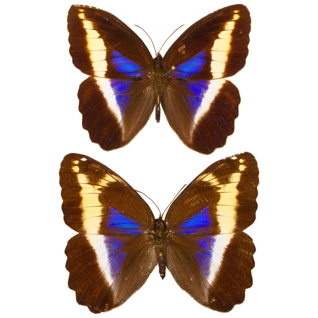 Dasyophthalma rusina PAIR (1 of 2)