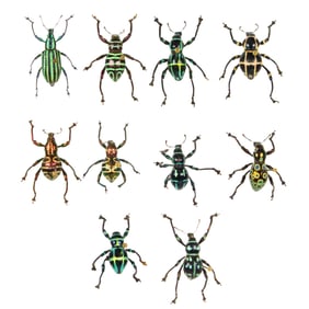 10 Weevil Mixed Lot