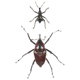 Weevil Pair
