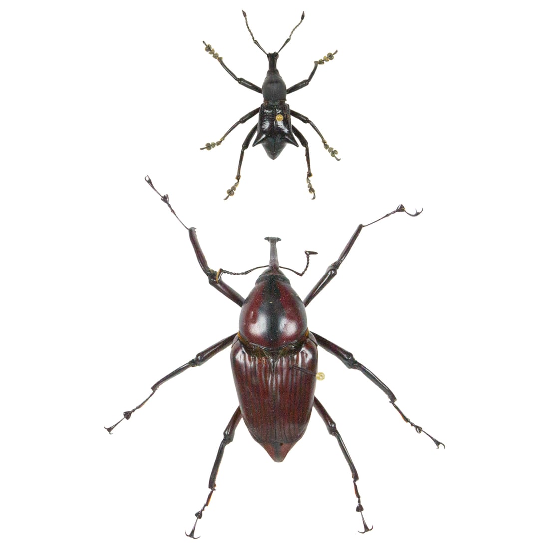 Weevil Pair: A duo-set of two different sized weevils. You will receive this exact pair spread as shown from the TBC House Collection. Top, Bottom: 2.6,5.7 cm