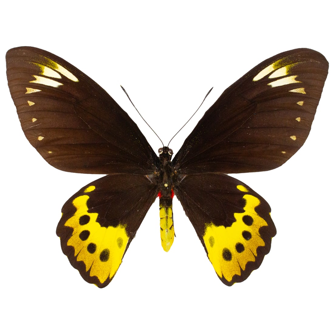 Ornithoptera goliath samson FEMALE (1 of 1)