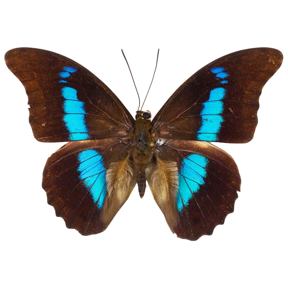 Prepona pylene proschion (1 of 1)