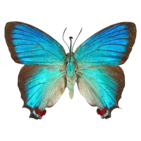 Thecla regalis (No Tails)