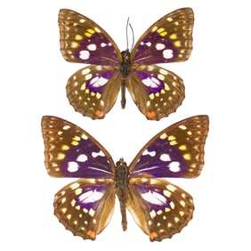 Sasakia charonda PAIR