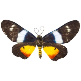 Milionia dohertyi