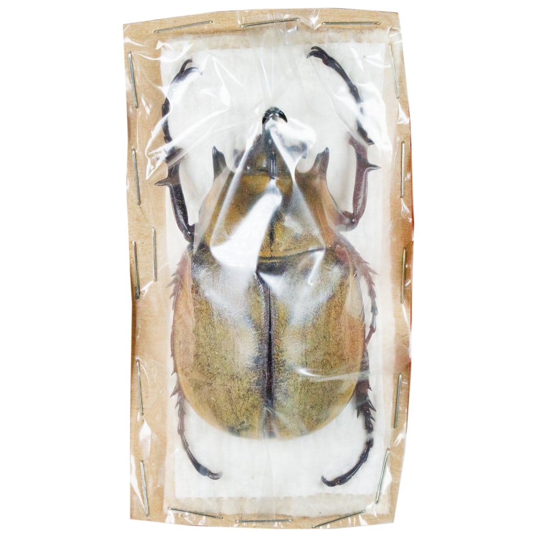 Megasoma elaphus UNSPREAD (1 of 2)