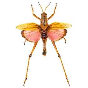 Romalea micoptera