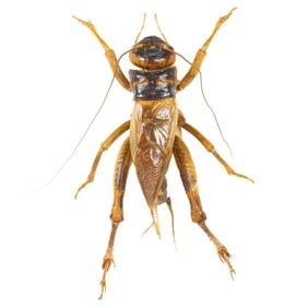 House Cricket?