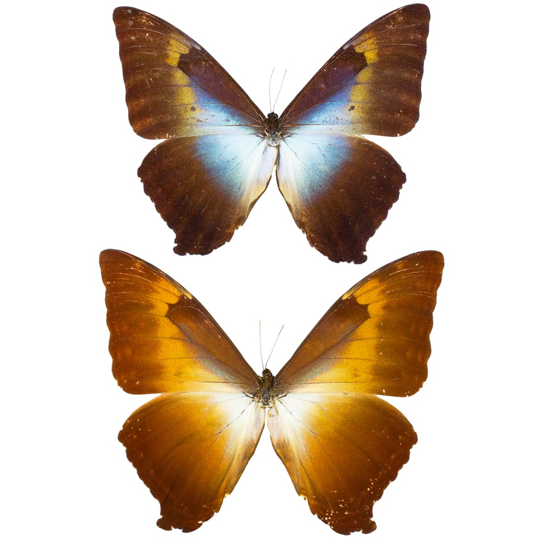 Morpho cisseis PAIR: A good-looking pair of large spanned Morpho cisseis butterfly from Peru. Minor wing imperfections on the top example. You will receive this exact pair spread as shown from the TBC House Collection. To