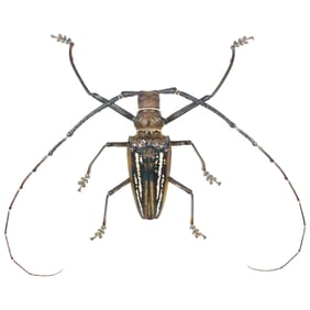 Batocera wallacei #2