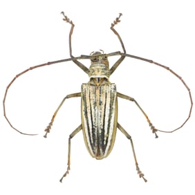 Batocera lamondi FEMALE