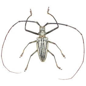 Batocera lamondi
