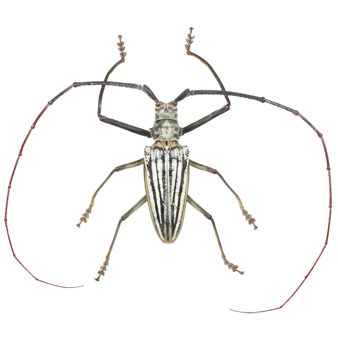 Batocera lamondi (1 of 2)