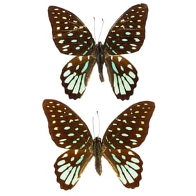 Graphium meeki PAIR