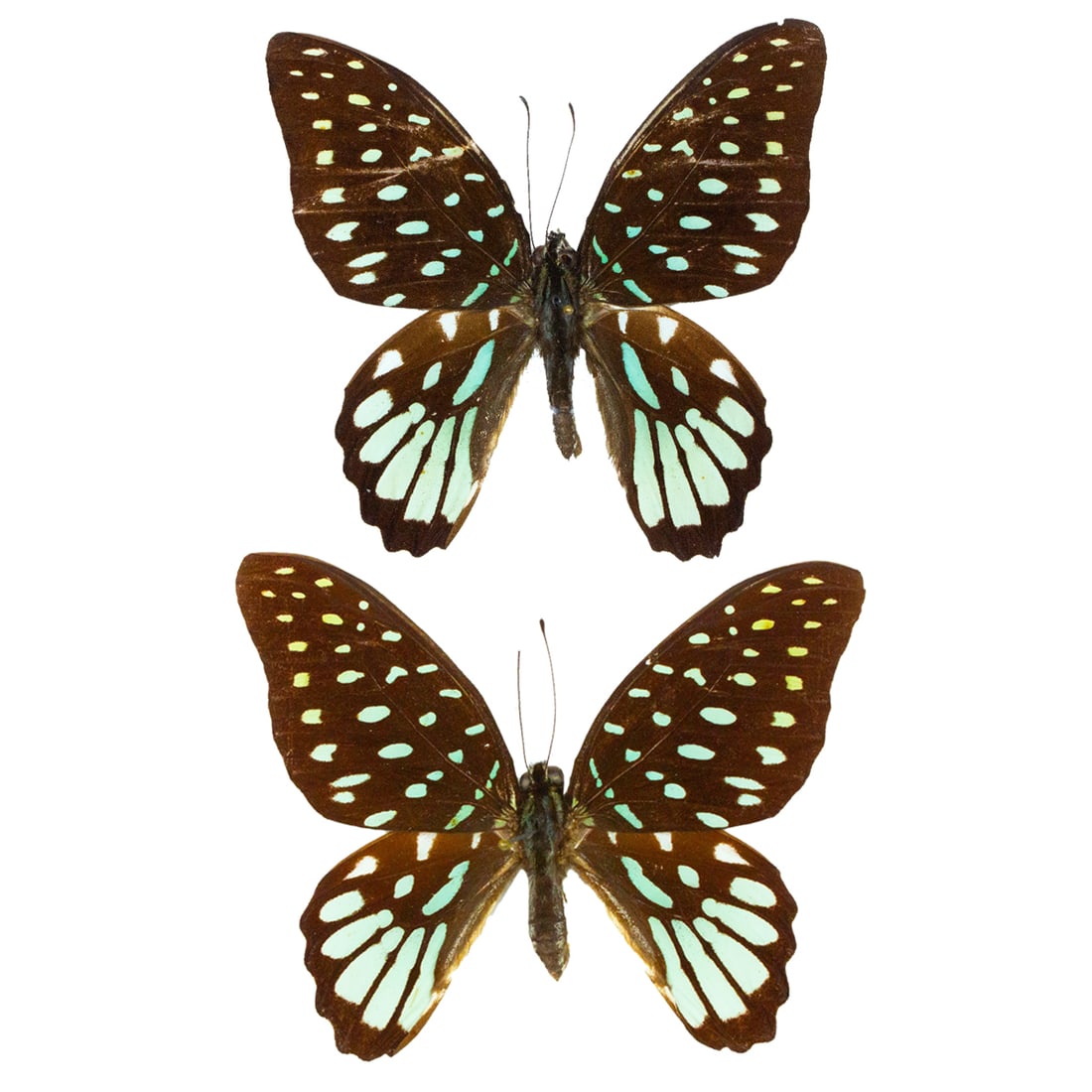 Graphium meeki PAIR (1 of 1)