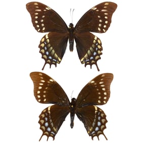 Papilio warscewiczii PAIR