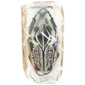 Goliathus goliathus ssp. IN PACKAGE