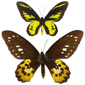 Ornithoptera rothschildi PAIR
