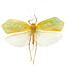 Siliquofera sp.