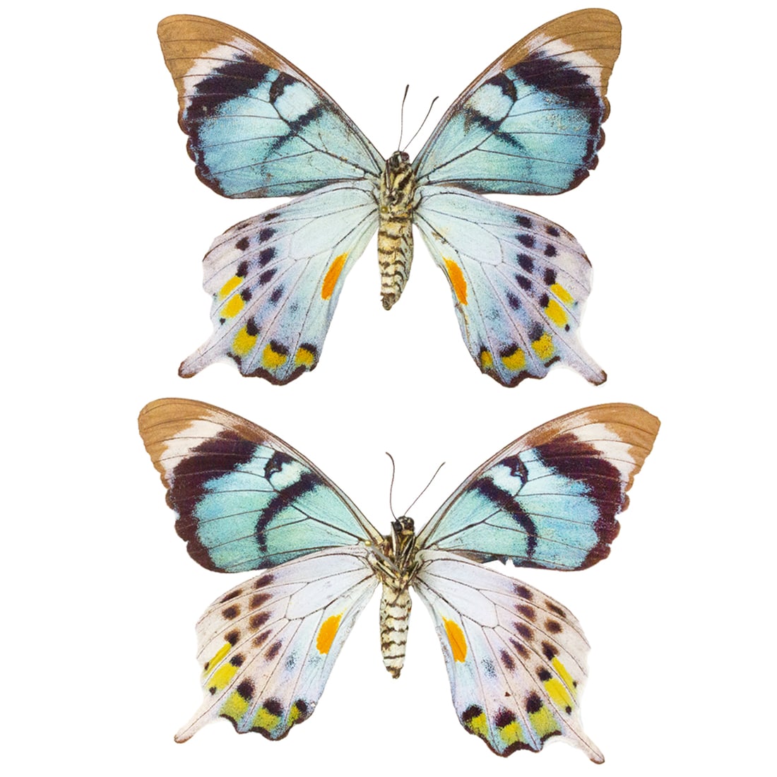 Papilio laglaizei PAIR (1 of 1)