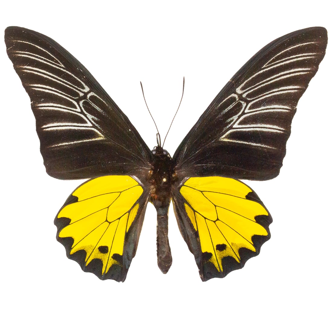 Troides prattorum (1 of 2)