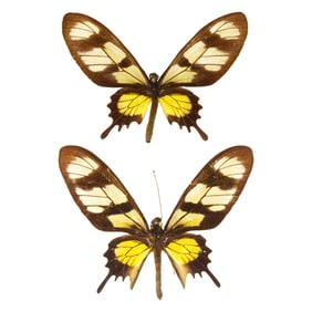 Parides hahneli PAIR