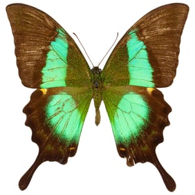 Papilio buddha