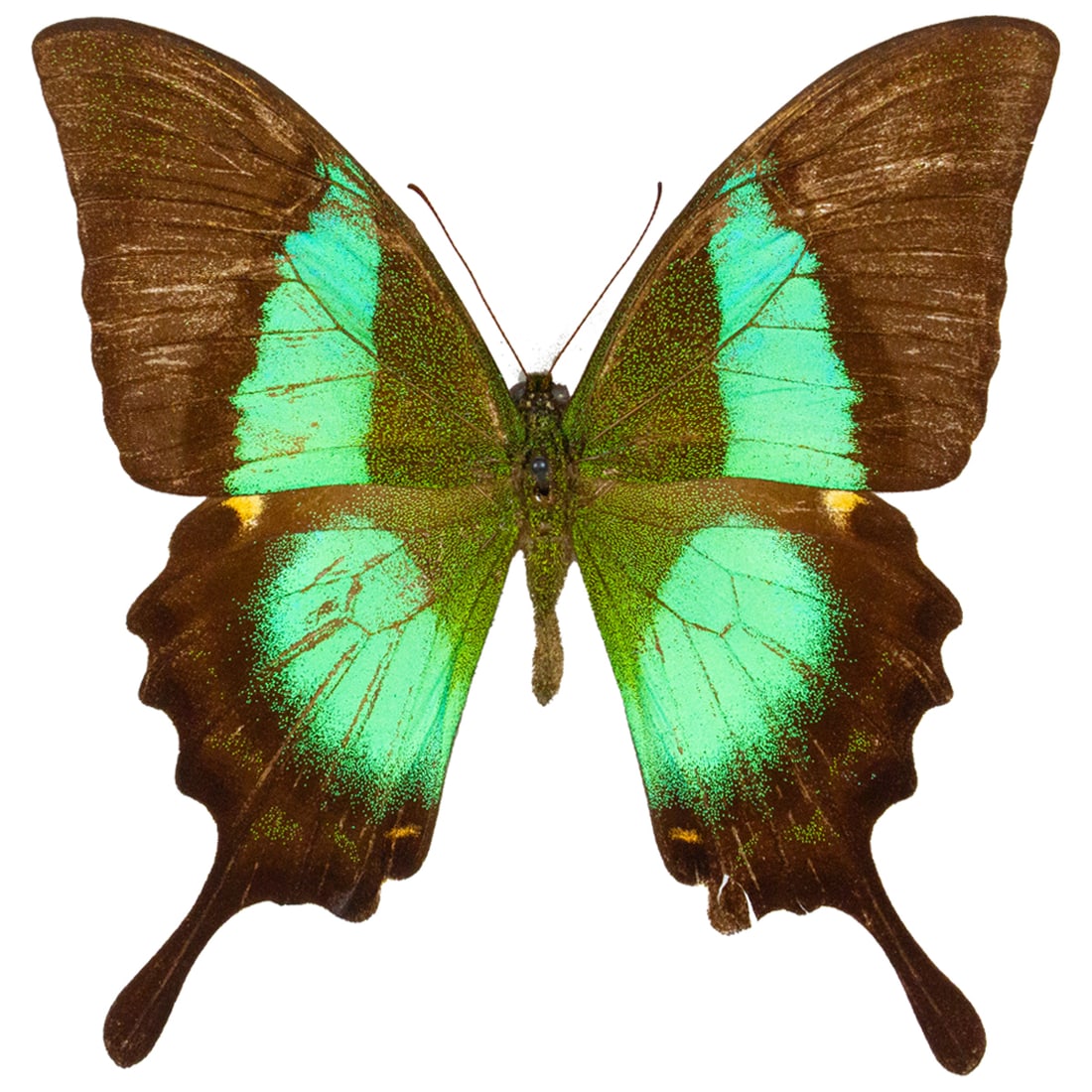 Papilio buddha (1 of 1)